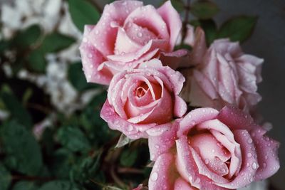 Close-up of wet pink rose