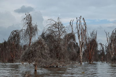 Bare trees by lake against sky