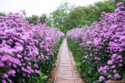 A beautiful purple margaret flower field with bamboo walkway