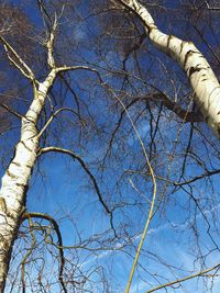 Low angle view of bare tree against blue sky