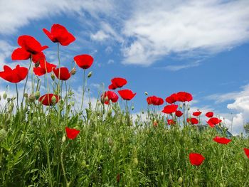 Red poppy flowers growing on field against sky