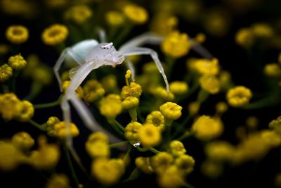 Close-up of spider on yellow flowers