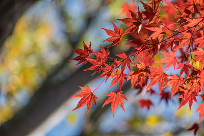 Close-up of maple leaves on tree