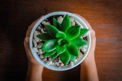 High angle view of hand holding green salad