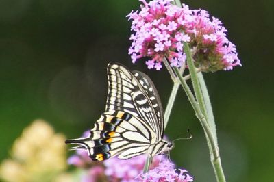 Close-up of butterfly pollinating on pink flower