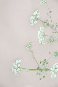 High angle view of flowering plant on table