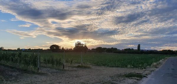 Scenic view of field against sky during sunset