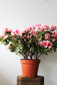 Close-up of pink flowering plant against wall