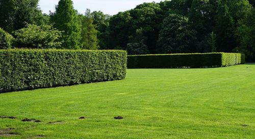 Topiary on field in park