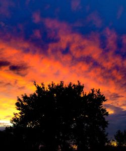 Low angle view of trees against cloudy sky