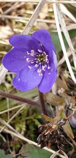 Close-up of purple crocus flowers on field