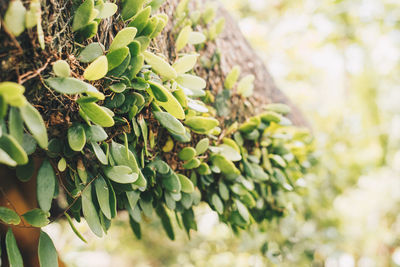 Close-up of fresh green tree