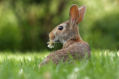 A beautiful capture of rabbit had a flower on their mouth
