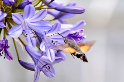 Close-up of purple flowers