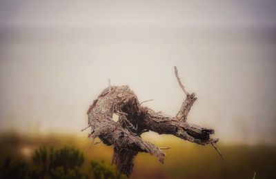 Close-up of leaf against sky