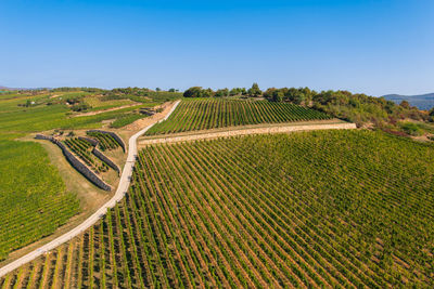 Scenic view of agricultural field against clear sky