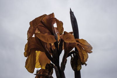 Low angle view of wilted plant against sky