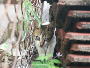 Portrait of cat by plants