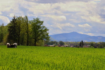 Scenic view of field against sky