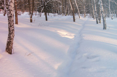 Trees on snow covered field