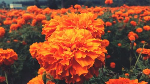 Close-up of marigold flowers blooming outdoors