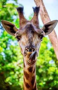 Close-up portrait of giraffe sticking out tongue against trees