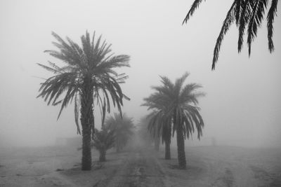 Palm trees on beach against clear sky
