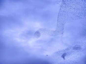 Low angle view of birds flying against sky