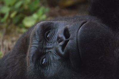 Close-up of a monkey