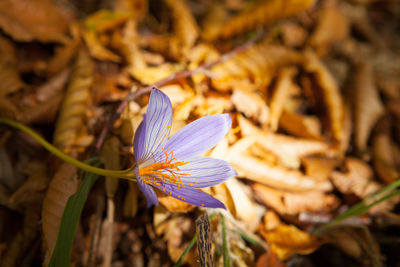 Close-up of flower