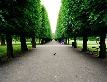 Birds amidst trees in park