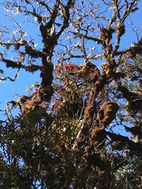 Low angle view of a tree