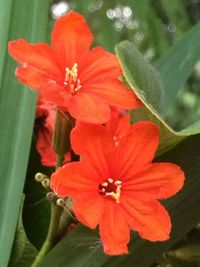 Close-up of red hibiscus blooming outdoors