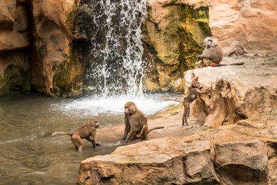 View of monkey on rock at zoo