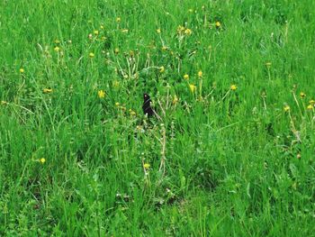 Plants growing on grassy field
