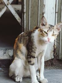Portrait of cat sitting outdoors