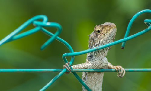 Close-up of lizard on metal fence