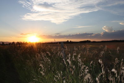 Scenic view of field against sky during sunset