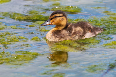 Duck swimming in a lake