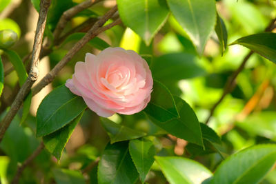 Close-up of pink flowering plant