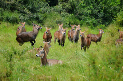 Deer on grassy field