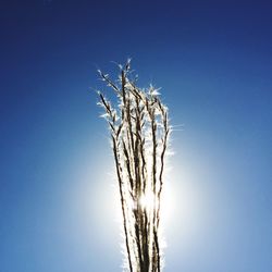 Low angle view of bare trees against clear blue sky