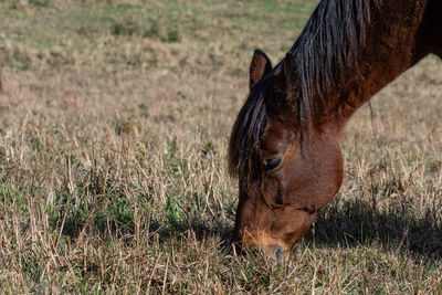 Close-up of a horse on field