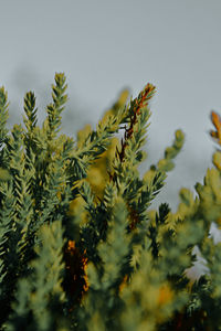 Low angle view of fresh plant against sky