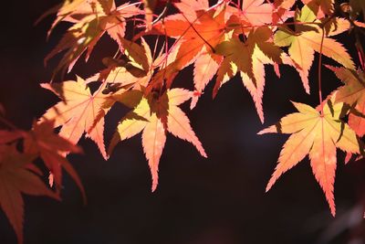 Close-up of maple leaves on tree during autumn