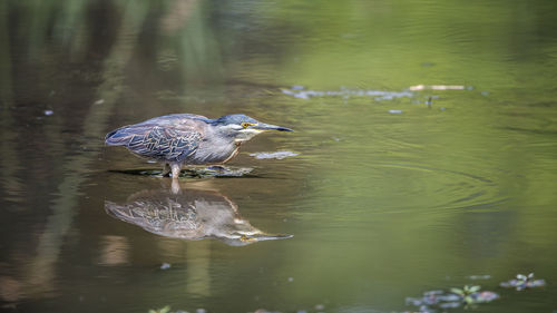 Bird perching on a lake