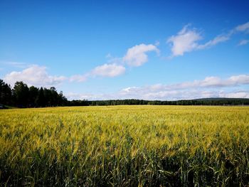 Scenic view of agricultural field against sky