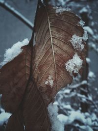 Close-up of frozen leaf during winter