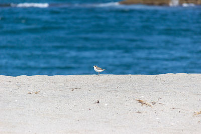 Seagull perching on a beach