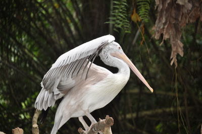 Pelican perching against tree